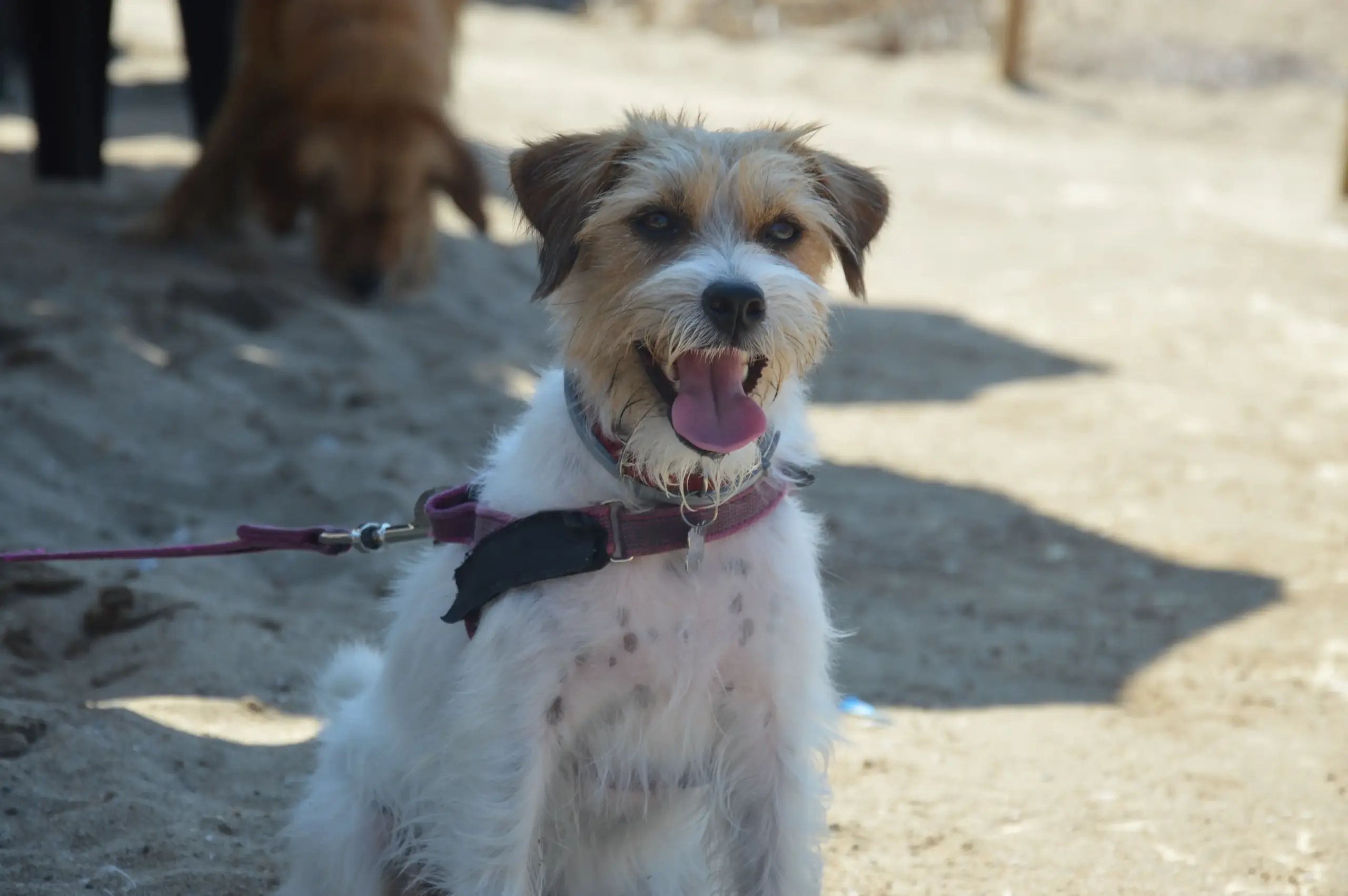Foto 1 di cani sulla spiaggia