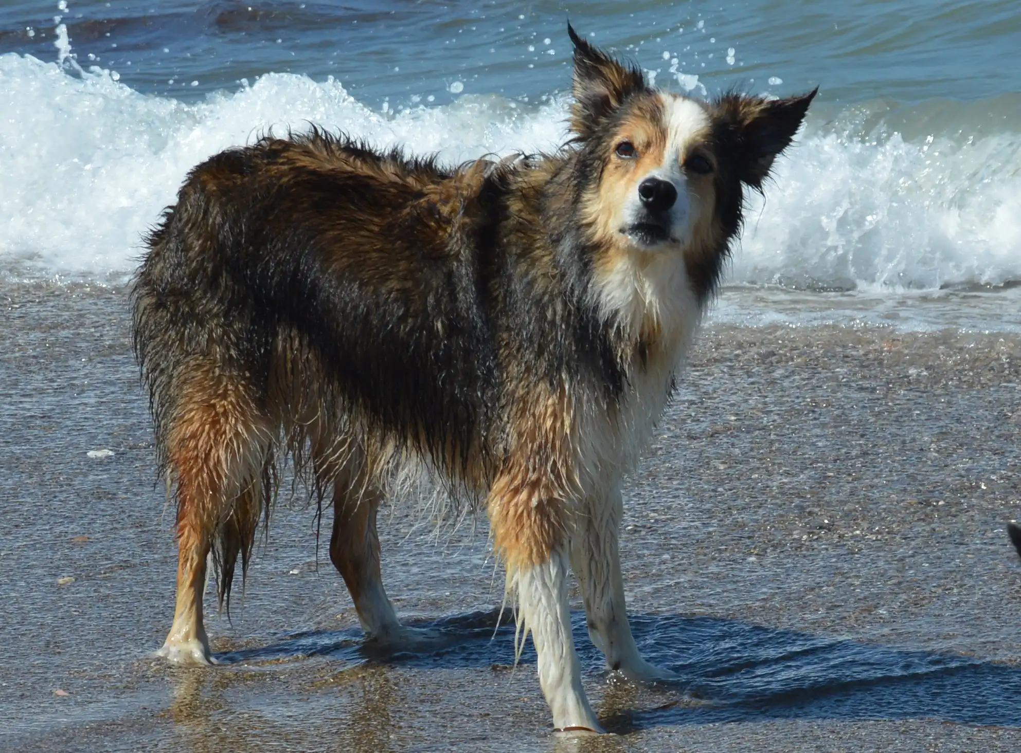 Foto 2 di cani sulla spiaggia