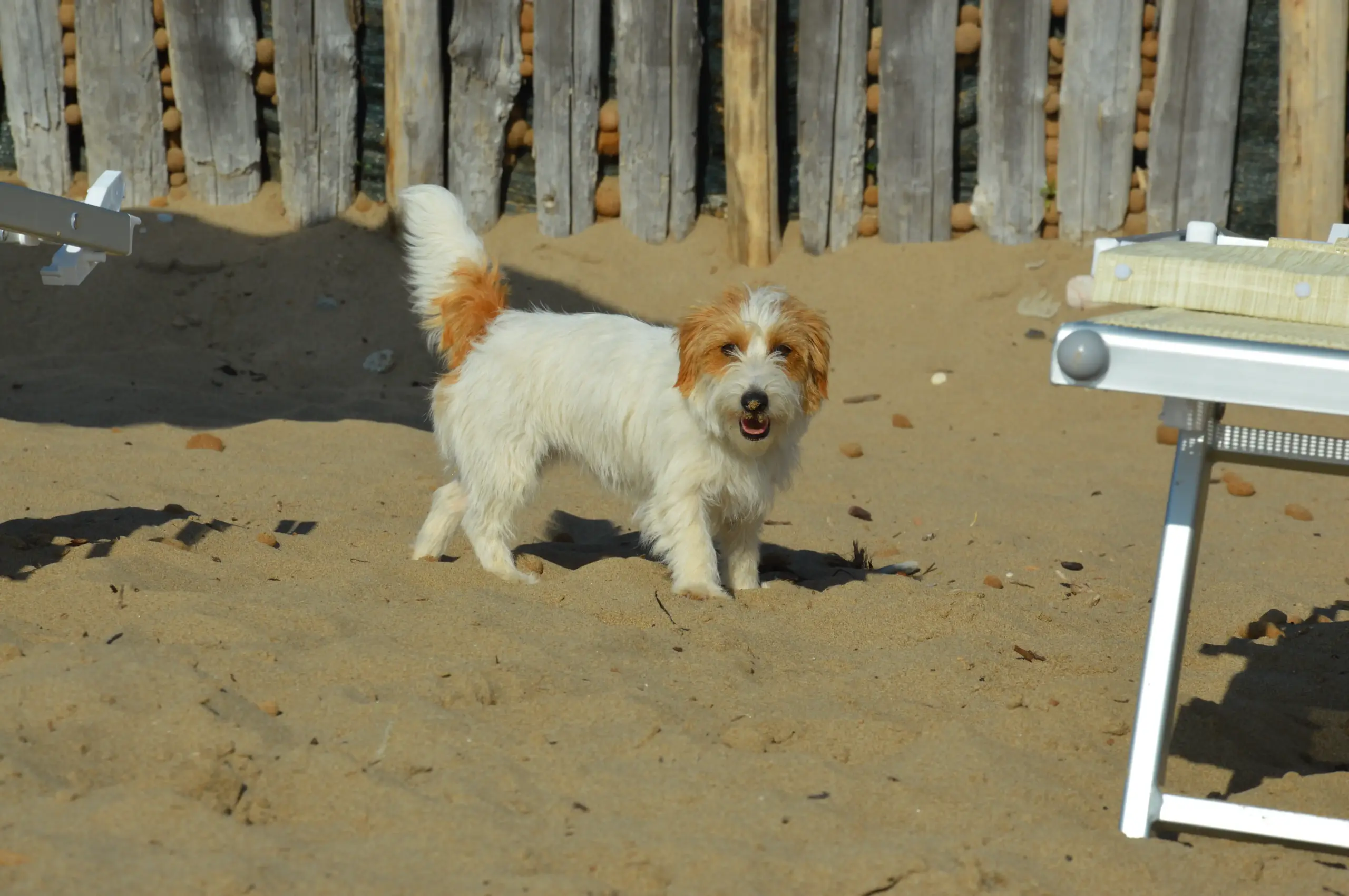 Foto 3 di cani sulla spiaggia