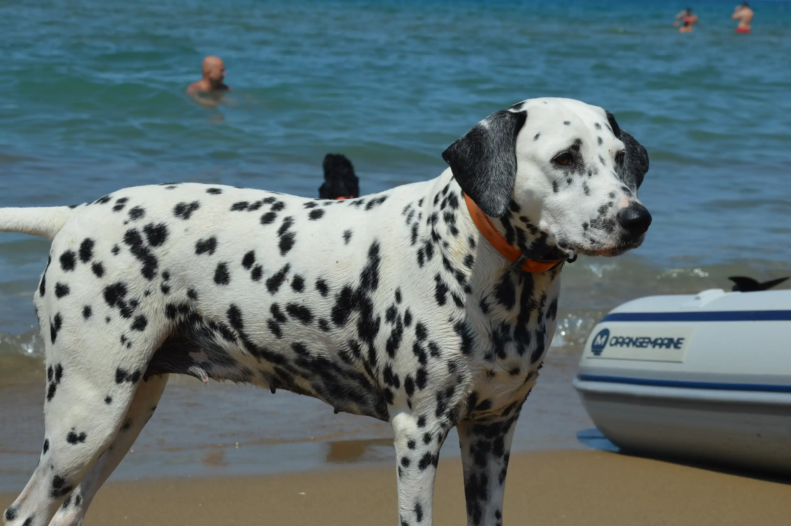 Foto 4 di cani sulla spiaggia