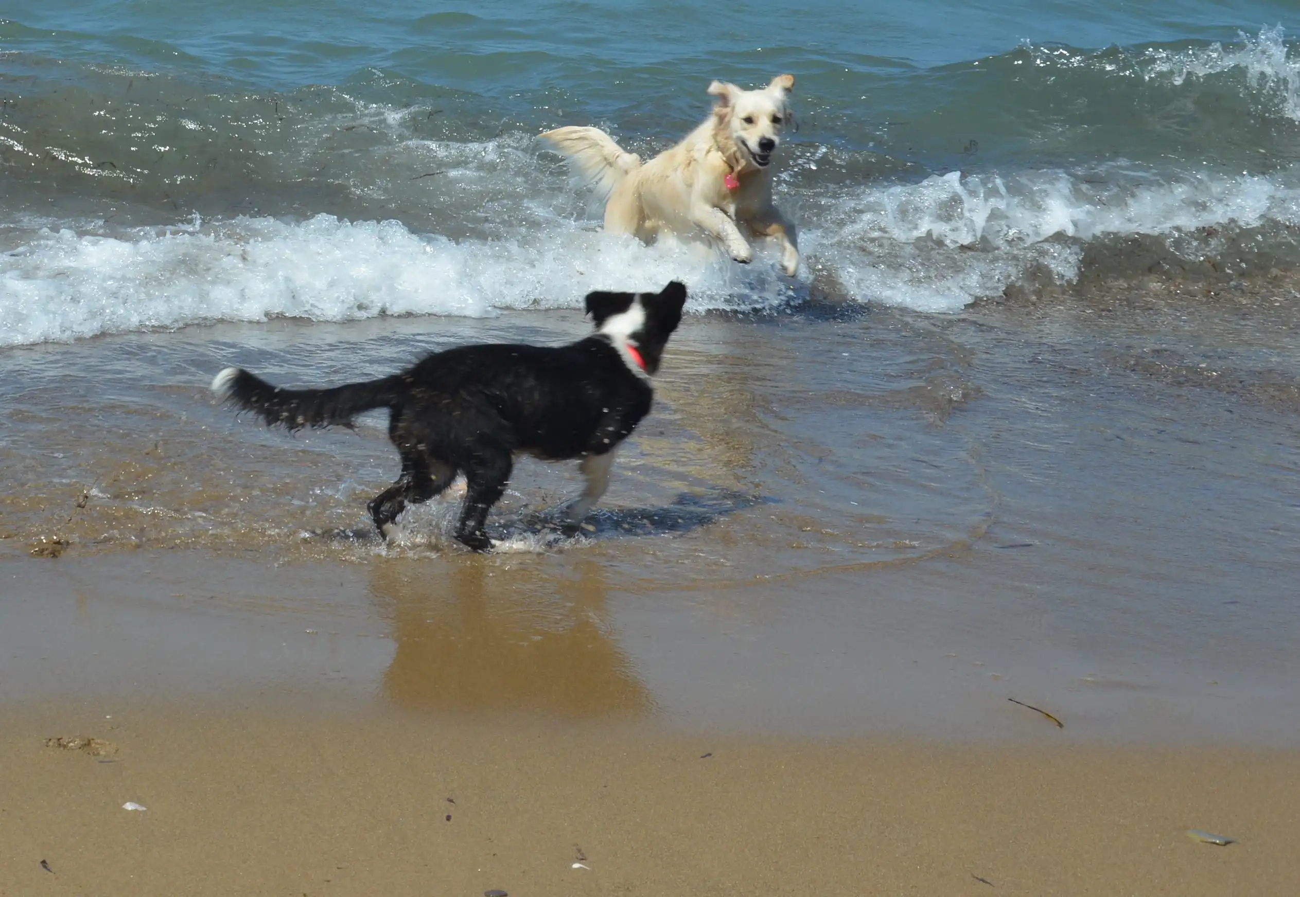 Foto 5 di cani sulla spiaggia