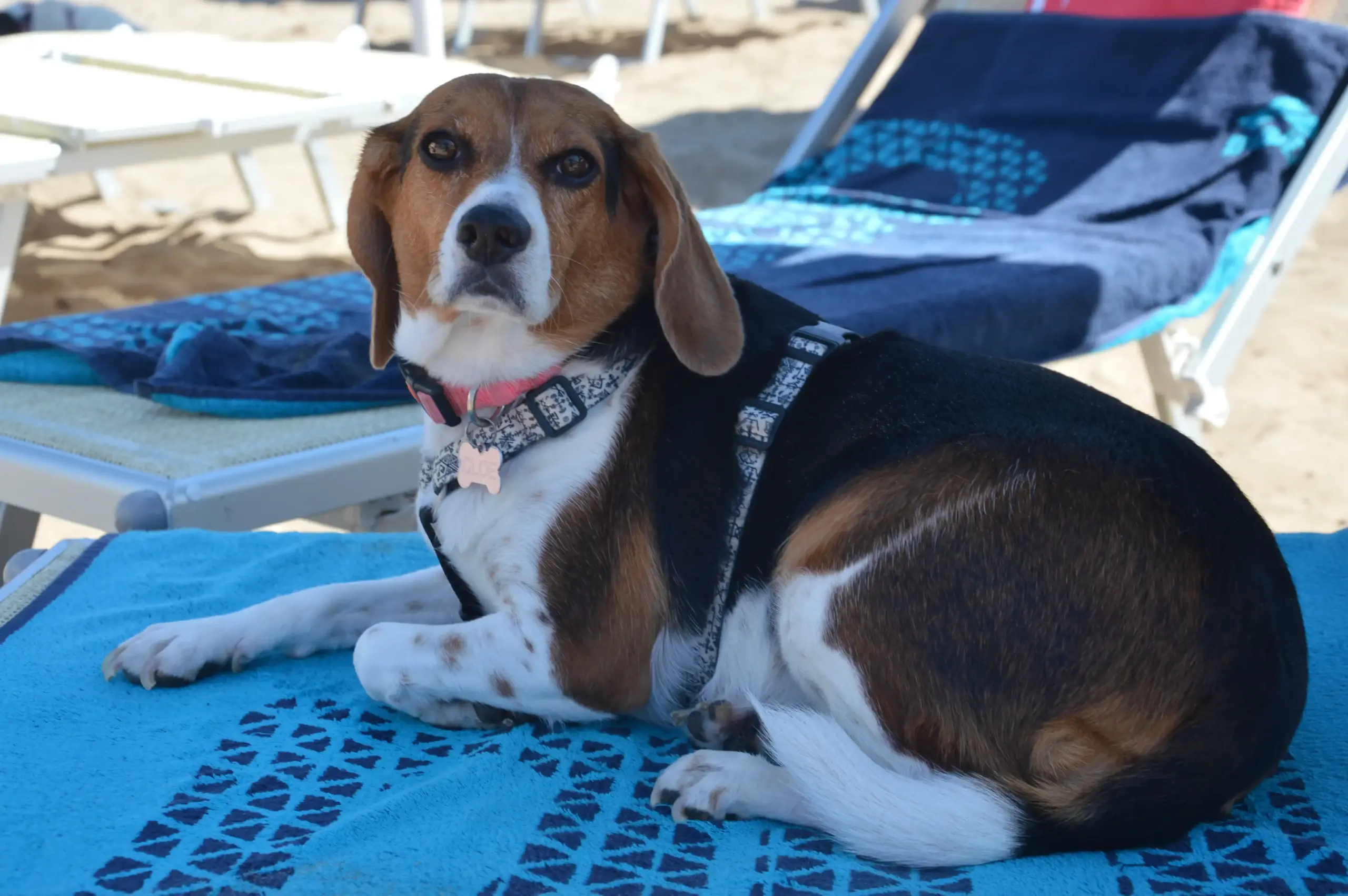 Foto 6 di cani sulla spiaggia