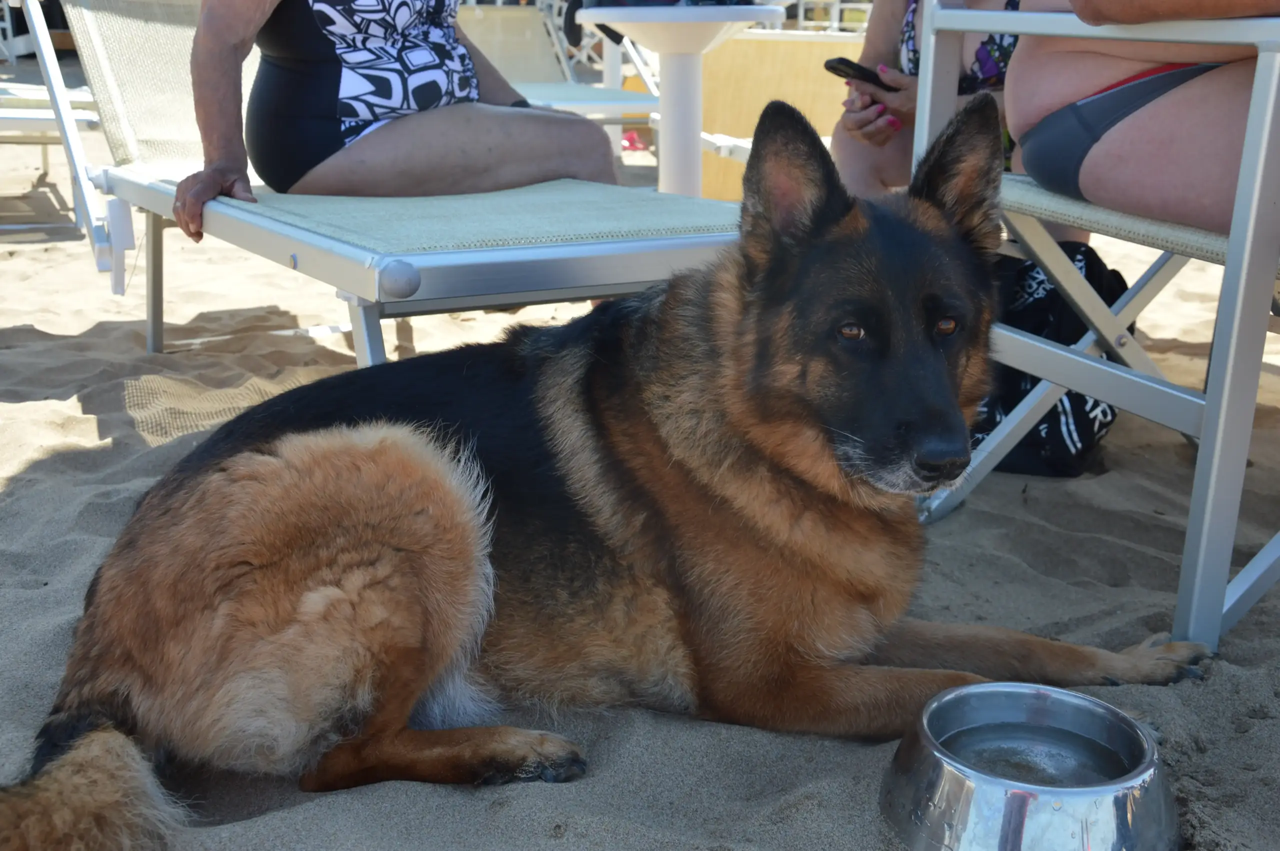Foto 7 di cani sulla spiaggia