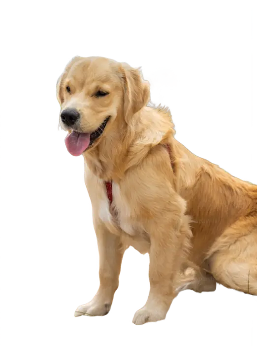 Golden Retriever felice